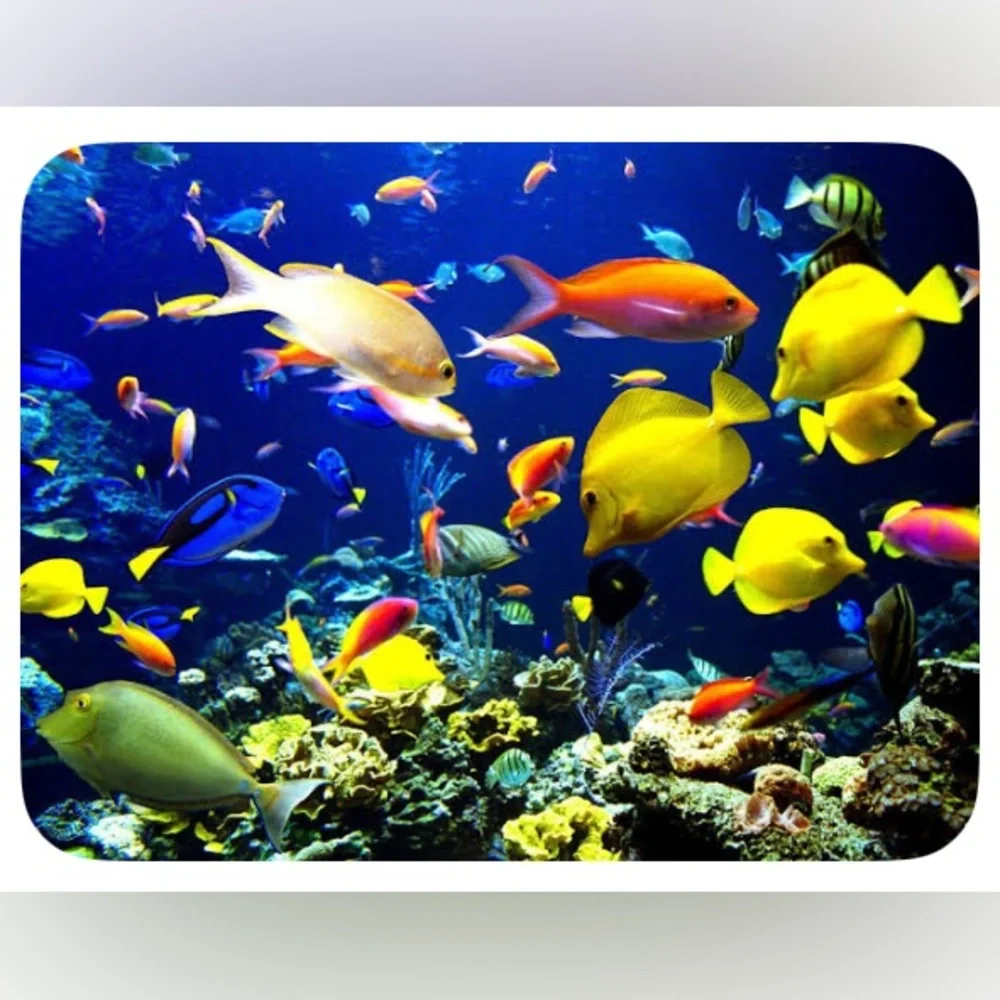 Posh Fish Fam ✨🐠✨🐠
GOING LIVE WEEKLY 10am EST - Picture 2 of 8